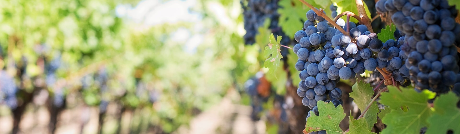 Création site e-commerce Canal Vin